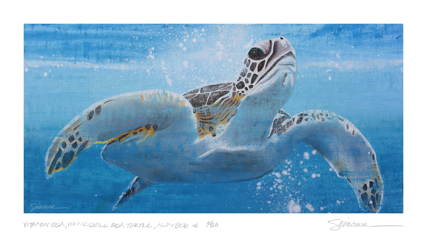 Vitamin SEA, Hawksbill Sea Turtle, Number 4, Limited Edition Print, 15" x 8.5"