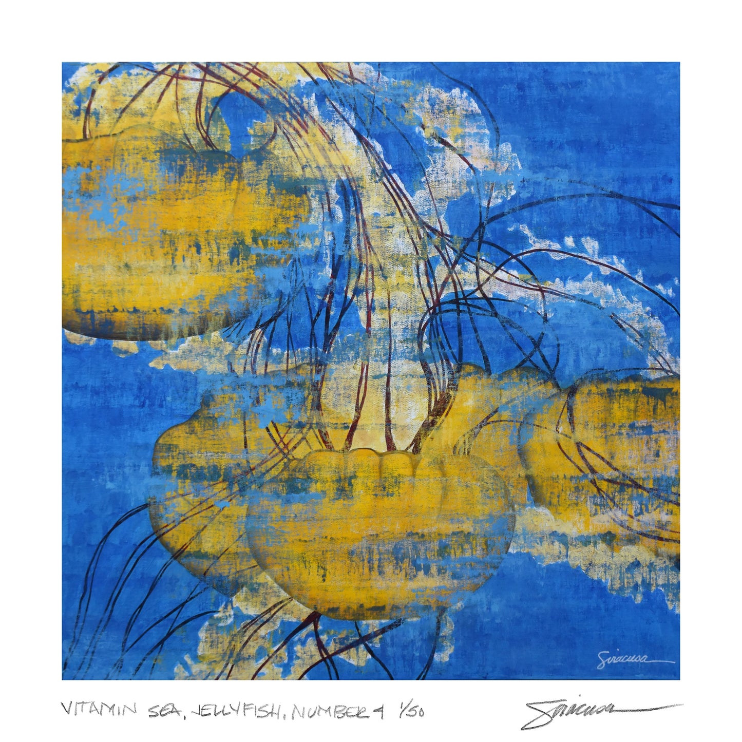 Vitamin SEA, Jellyfish, Number 4, Limited Edition Print, 12" x 12"