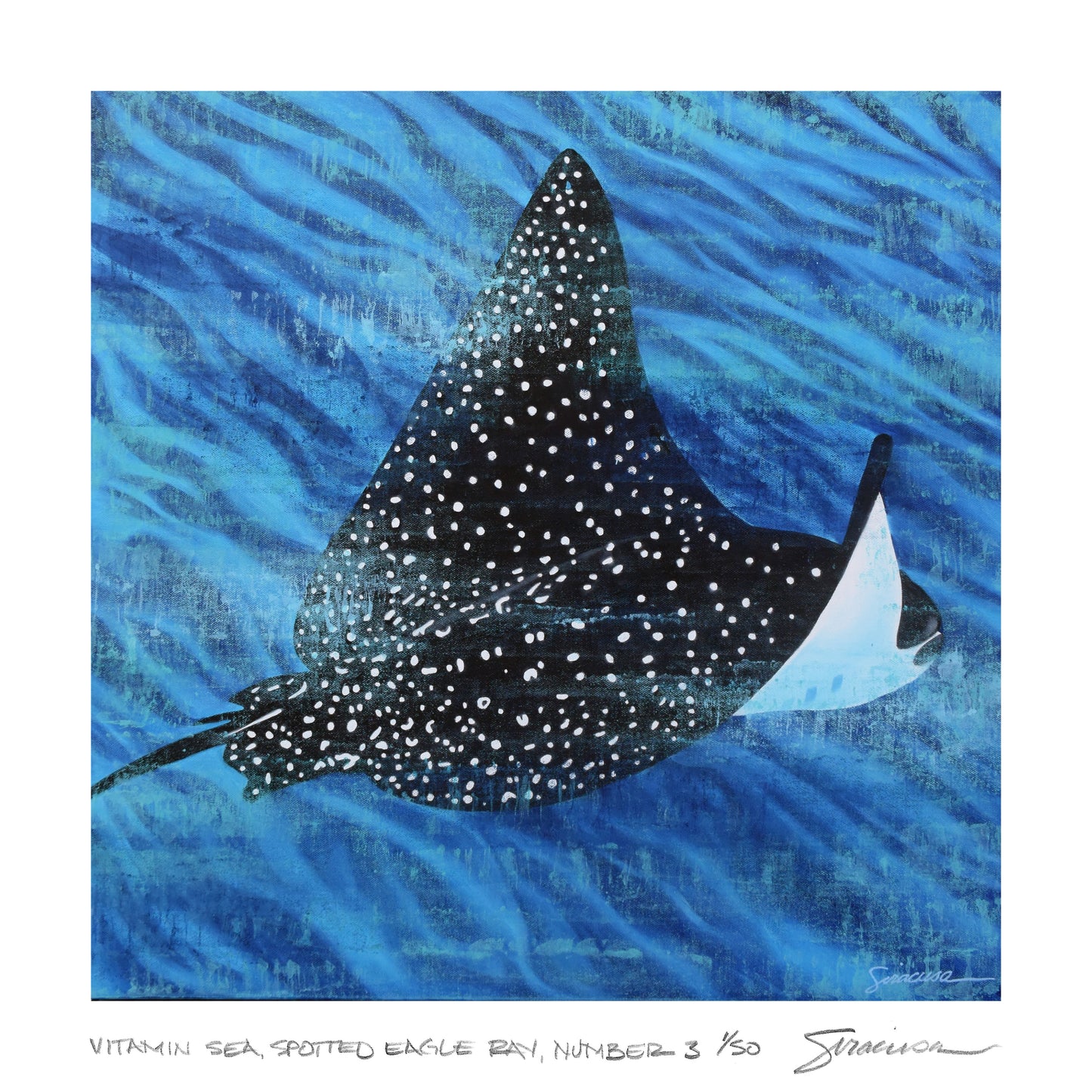Vitamin SEA, Spotted Eagle Ray, Number 3, Limited Edition Print, 12" x 12"